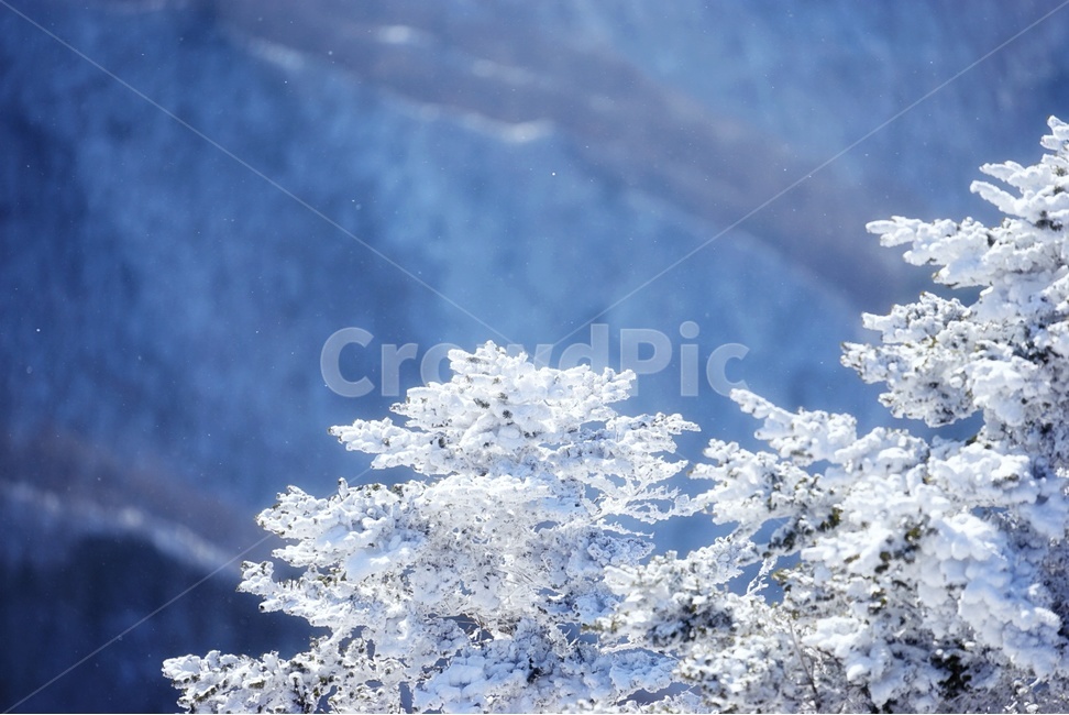 자연,겨울,풍경,산,눈,나무,눈꽃,겨울,계절,winter,season,식물,자연,plants,nature,나무,trees,wood