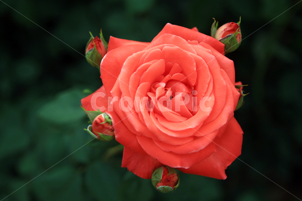 장미,꽃,flower,장미꽃,rose,꽃잎,꽃망울,꽃송이