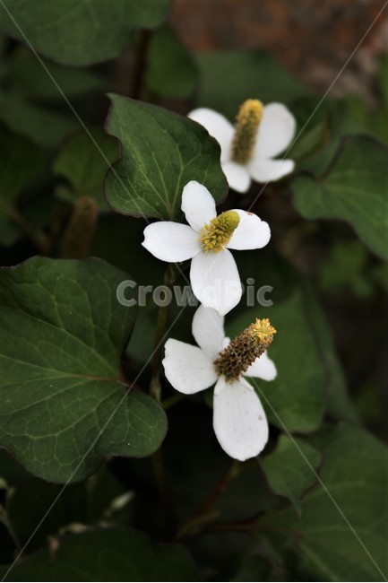 약모밀,어성초,삼백초과,여러해살이풀,야생화,약초,식물,자연,plants,nature,꽃,flower