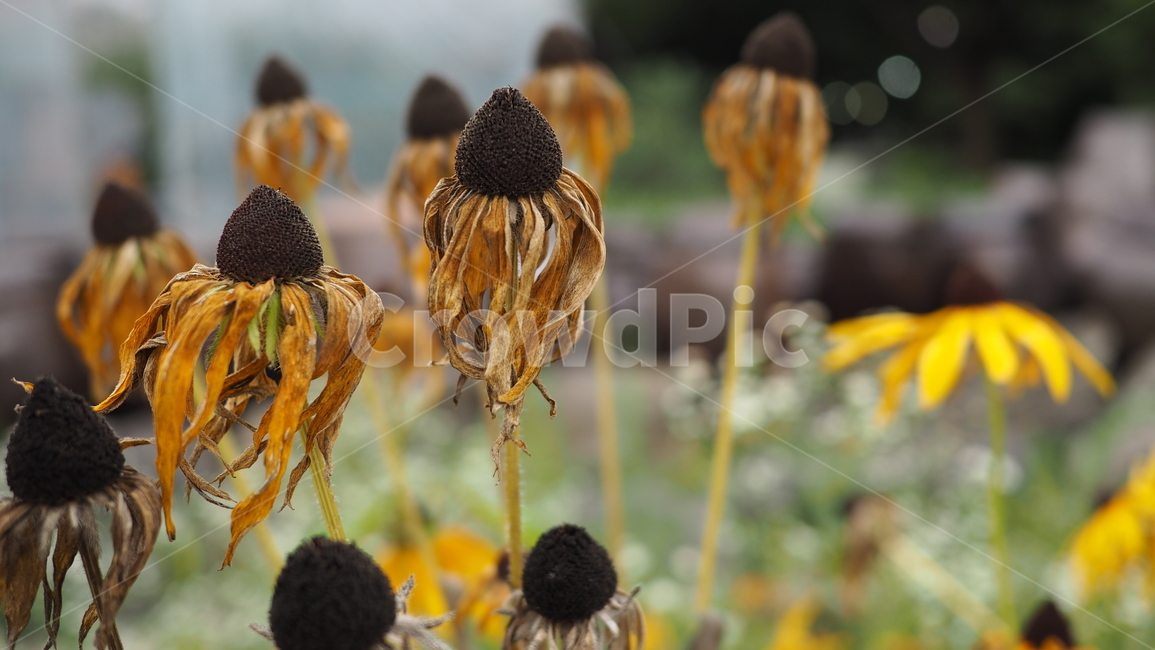 야생화,꽃,그린,wildflower,flower