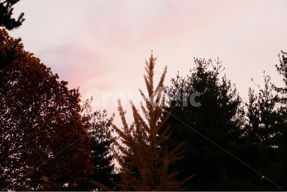 tree,나무,plant,노을,야경,자연,풍경,nature,landscape