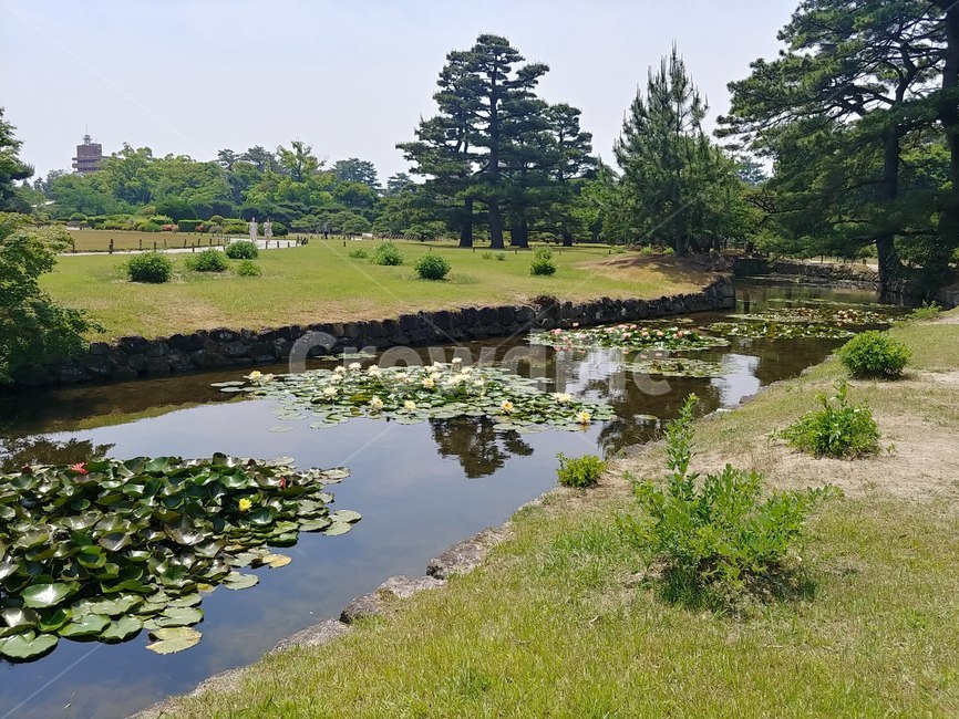 연못,호수,호숫가,정원,공원,개울,수중식물,연꽃,초록,lake,plant,garden,gardenning,gardenpark,park,aquaticplant,salotus,flower
