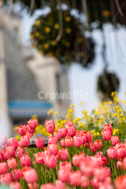 튤립,공원,꽃,튤립축제,꽃들,식물,자연,plants,nature,꽃,flower