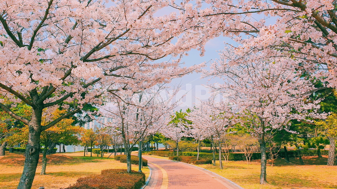 봄,벚꽃,spring,cherryblossom,꽃,봄,계절,spring,season,plant,식물,blossom,flower,cherry blossom