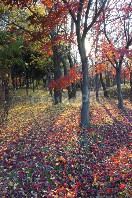 가을,단풍,낙엽,숲,나무,식물,자연,햇빛,역광,빛,가을이미지,단풍나무,가을숲,자연,풍경,nature,landscape,가을,계절,fall,autumn,season,leaf,잎,plant,tree,maple