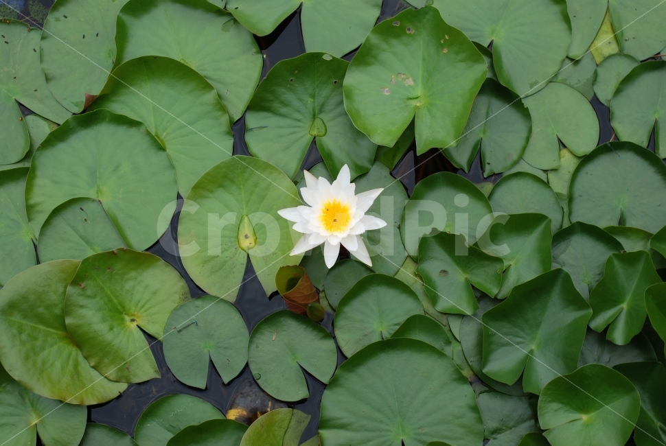 꽃,연못,저수지,개울,수목원,푸른수목원,수화,자연,수목,식물,자연,plants,nature,꽃,flower