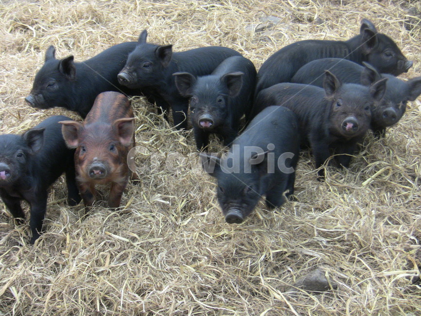 흑돼지,새끼돼지,돼지,동물,포유류,목축업,목장,livestock farming,ranching,pasture