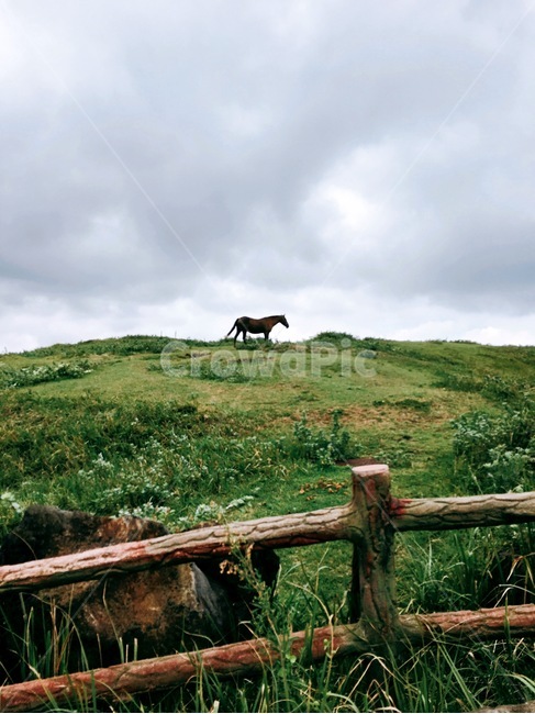 제주도,섭지코지,언덕,말,풍경,구름,흐림,자연,자연,풍경,nature,landscape,outdoors,옥외,grassland,목초지,field,들