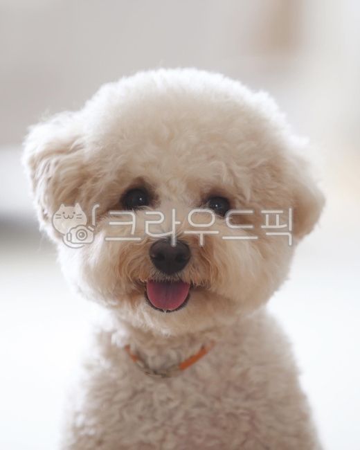 강아지,개,동물,반려견,애완견,애완동물,푸들,크림푸들,puppy,dog,pet,동물,animal,포유류,mammal,개,강아지,dog,doggy