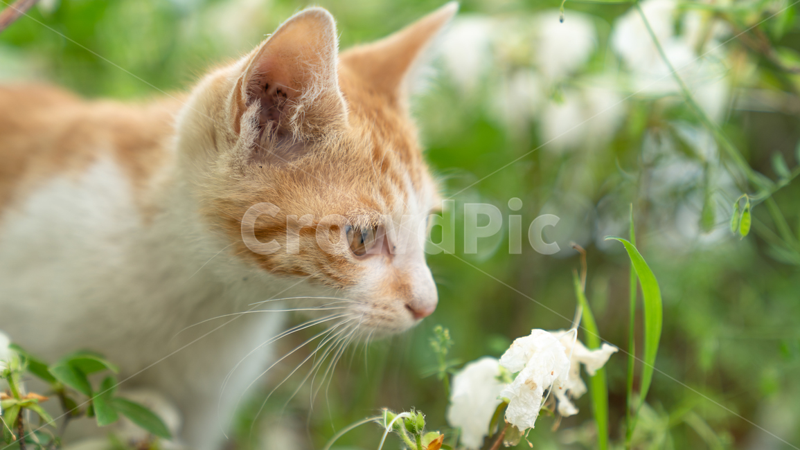 고양이,냥이,꽃,봄,나들이,동물,animal,포유류,mammal,고양이,cat,kitten,kitty