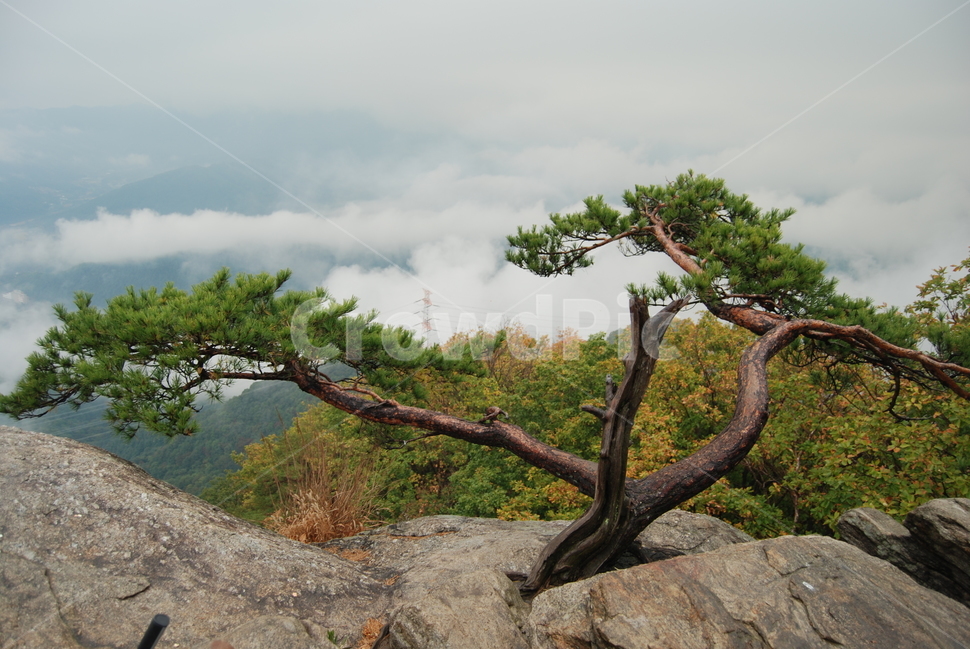 축령산,수리바위,휴양림,안개,명산,자연,풍경,nature,landscape,식물,plants,나무,trees,wood,tree,plant