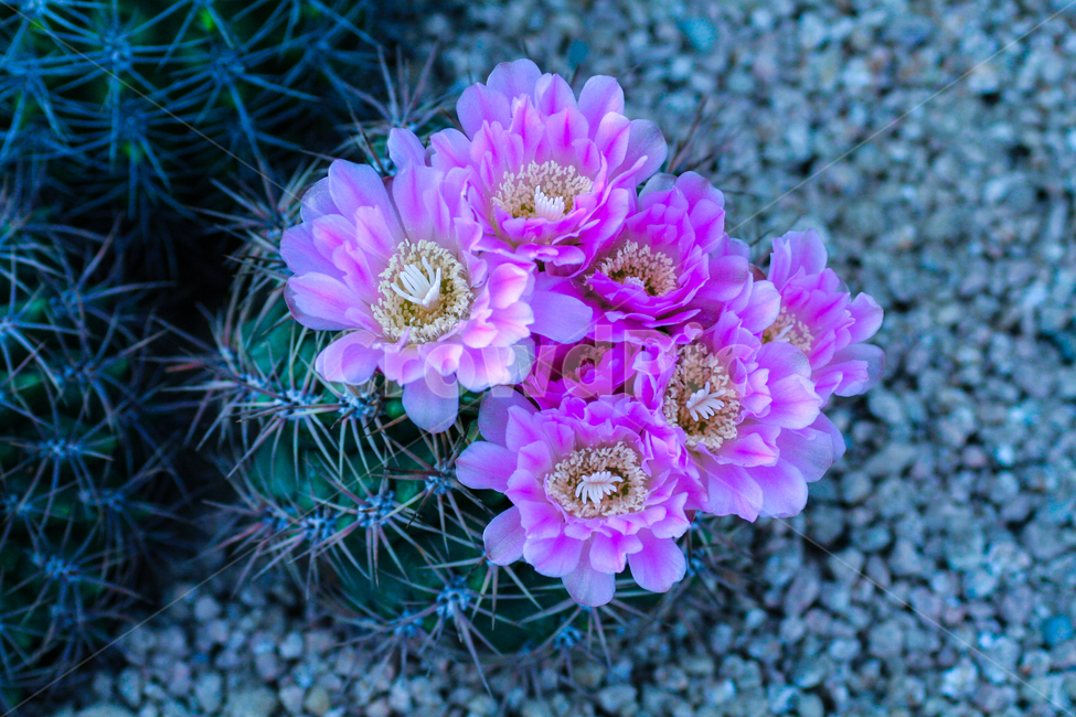 선인장꽃,꽃,꽃잎,예쁜꽃,핑크색꽃,식물,자연,plants,nature,꽃,flower