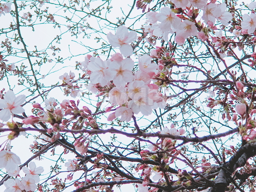 벚꽃,봄,꽃,flower,spring,plant,봄꽃,blossom,식물,자연,plants,nature,꽃,flower,나무,trees,wood