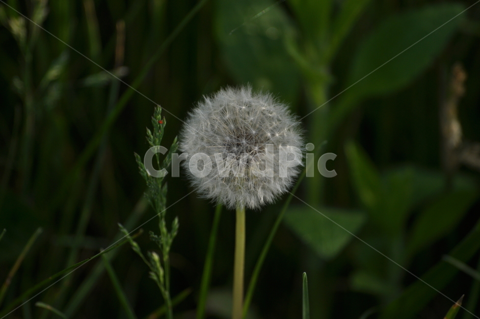 민들레홀씨,여름,접사,민들레,홀씨,야생화,식물,자연,plants,nature,꽃,flower