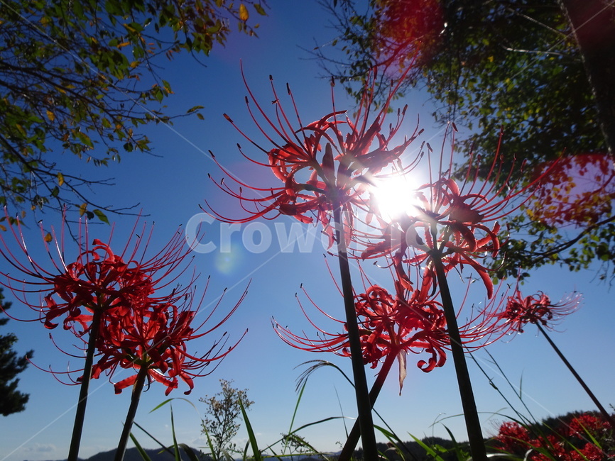 꽃,꽃무릇,상사화,하늘,빨강,식물,자연,plants,nature,꽃,flower