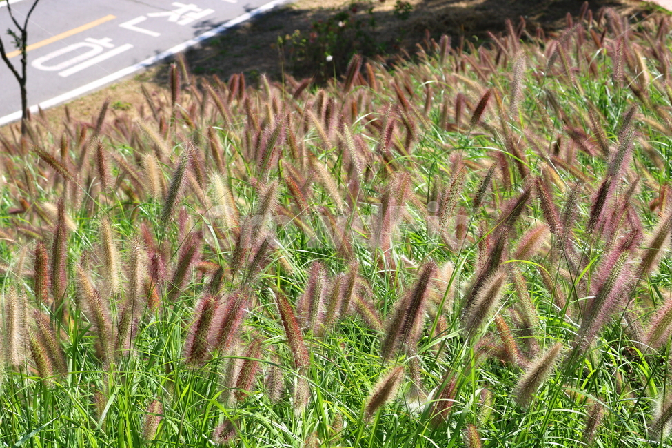 수크령,길갱이,랑미초,식물,벼과,벼과식물,자연,식물,자연,plants,nature