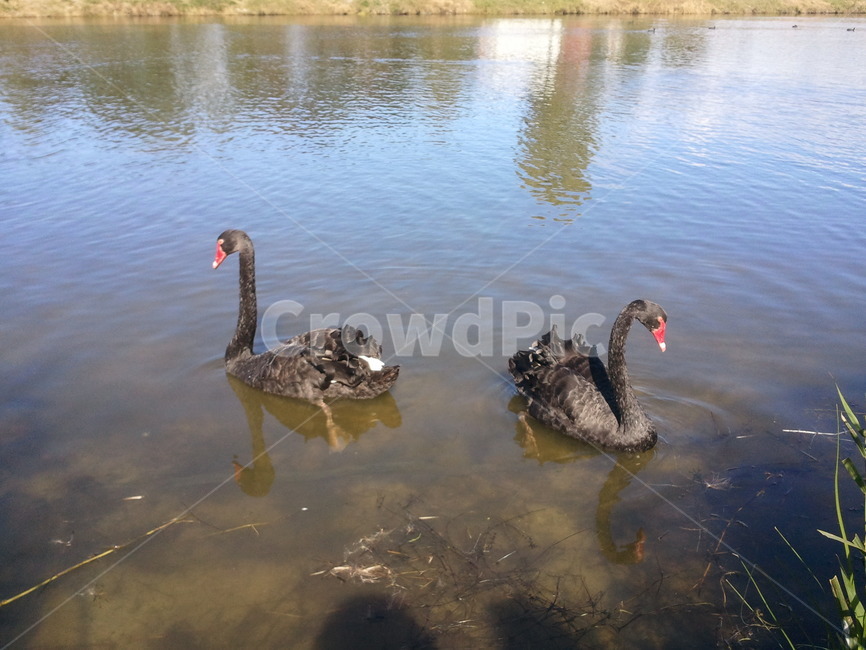 오리,강가,강오리,자연의오리,오리2쌍,동물,animal,조류,새,birds