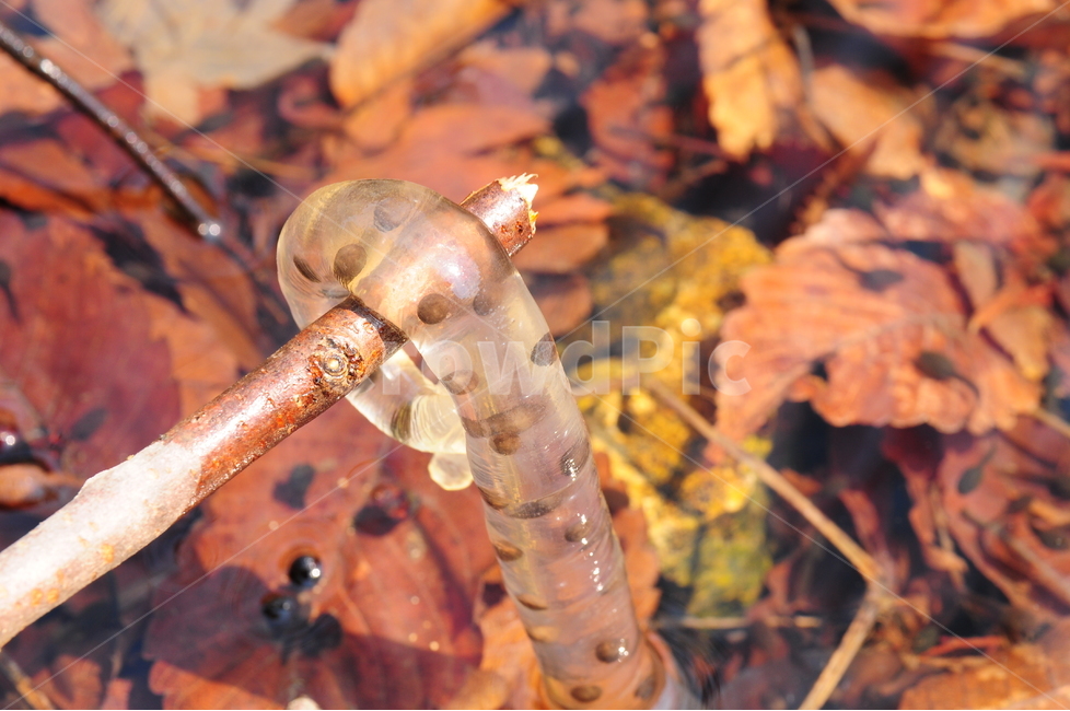 도룡뇽알,도룡뇽,올챙이와도룡뇽알,산속도룡뇽,신비한도룡뇽,가을,계절,fall,autumn,season,fungus,진균류