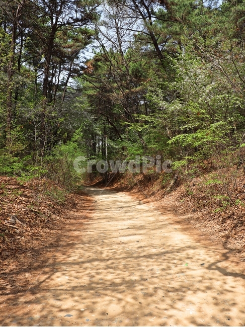 산책로,숲길,나무,길,산길,자연,풍경,nature,landscape,ground,바닥,path,통로,dirt road,흙길,road,도로,gravel,자갈
