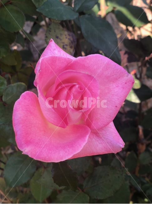 꽃,자연,식물,flower,blossom,nature,plant,방울꽃,꽃잎,나무,tree,핑크,장미,꽃봉우리,pink,rose,로즈,한송이,나뭇잎