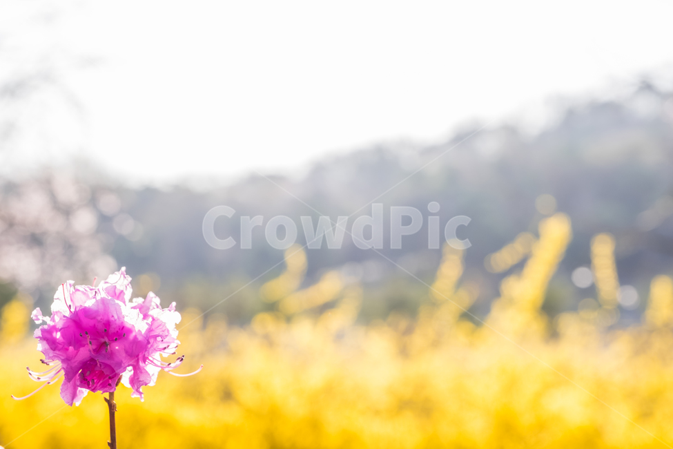 꽃,봄,진달래,생화,flower,spring,plant,blossom