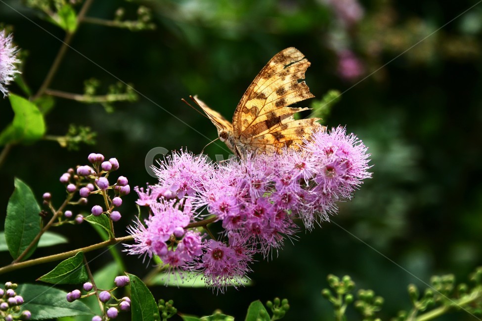 네발나비,남방씨알붐나비,네발나비과,야생곤충,자연,식물,자연,plants,nature,꽃,flower,동물,animal,곤충,벌레,insect,bug