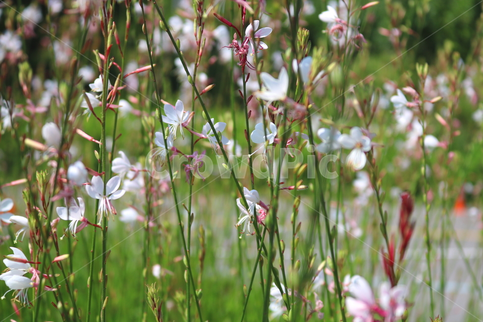 가우라,꽃,가우라꽃,식물,비늘꽃과,자연,풍경,백접초,식물,자연,plants,nature,꽃,flower