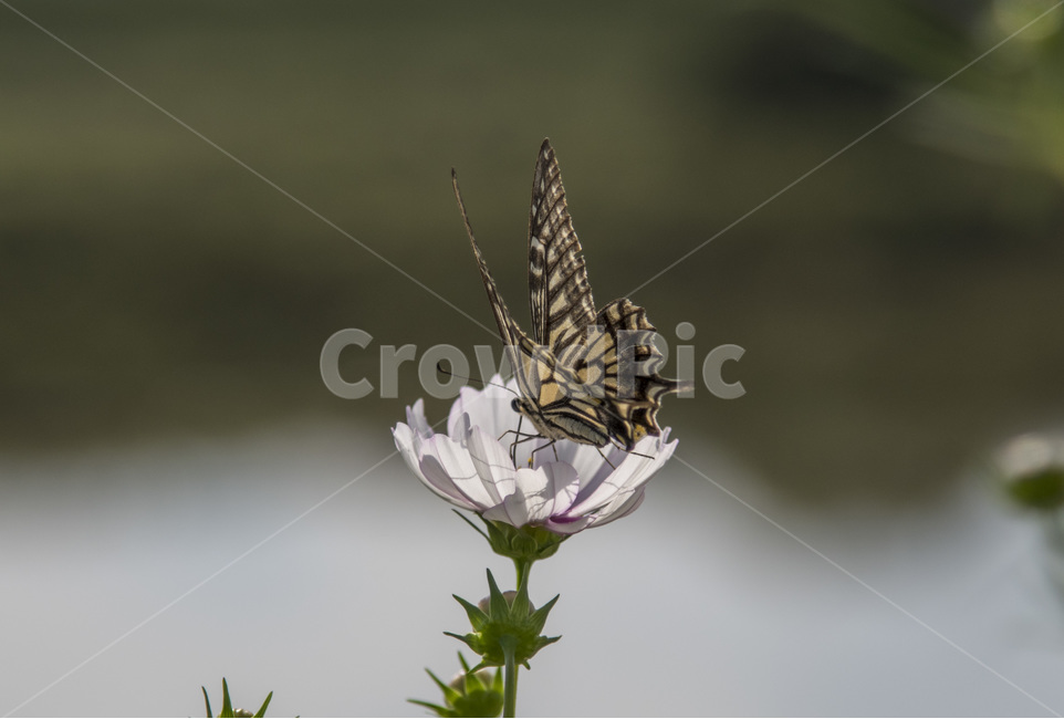 가을,꽃,자연,곤충,식물,코스모스,식물,자연,plants,nature,꽃,flower,곤충,벌레,insect,bug