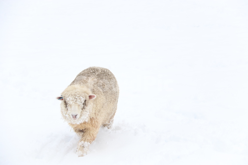 눈,겨울,양,winter,snow,목장,강원도,고요,겨울,계절,winter,season,동물,animal,포유류,mammal