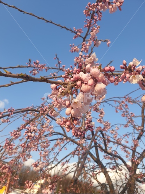 벚꽃,꽃구경,수양벚꽃,보라매공원,봄꽃,식물,자연,plants,nature,꽃,flower