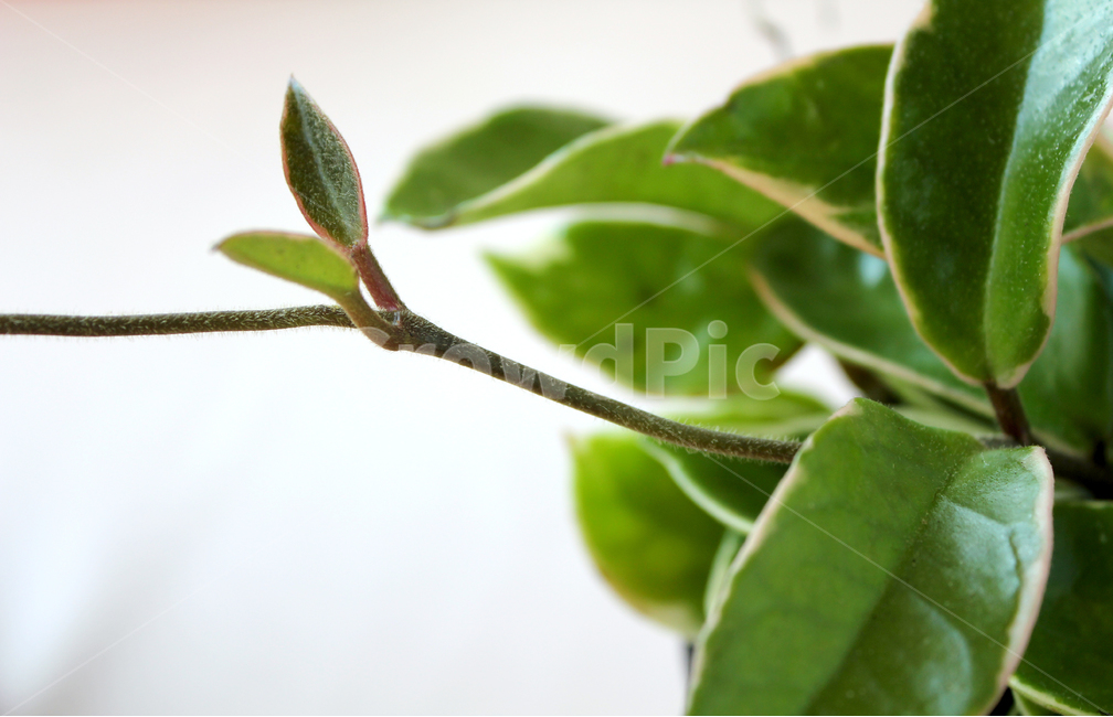 화분,호야,삭물,자연,흰배경,나뭇잎,잎,녹색,잎사귀,초록색,그린,하얀색,화이트,포트,식물,자연,plants,nature