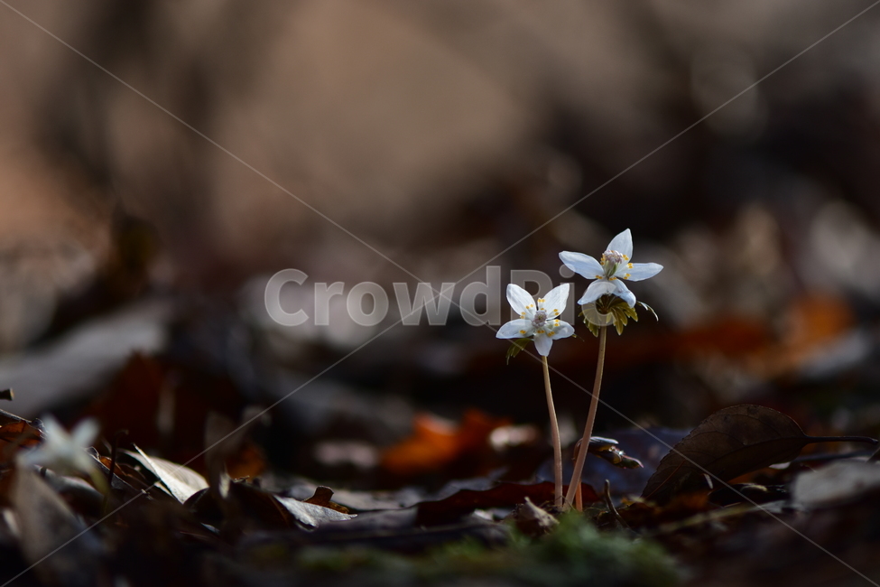 너도바람꽃,야생화,봄,꽃,풀꽃,자연,식물,식생,감성,힐링,plants,nature,spring,season,flower,emotion,feeling,흰색,초본,너도바람꽃속
