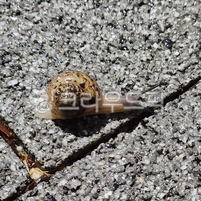 animal,동물,invertebrate,무척추동물,달팽이,snail,연체동물