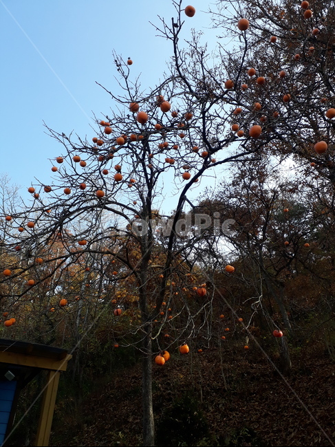 가을,김나무,감,나무,가을오후겨,과일,열매,fruit