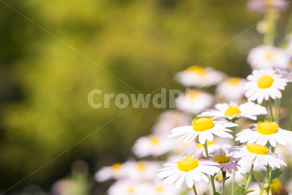 국화,꽃,식물,흰꽃,꽃잎,배경,백그라운드,다울,식물,자연,plants,nature,꽃,flower