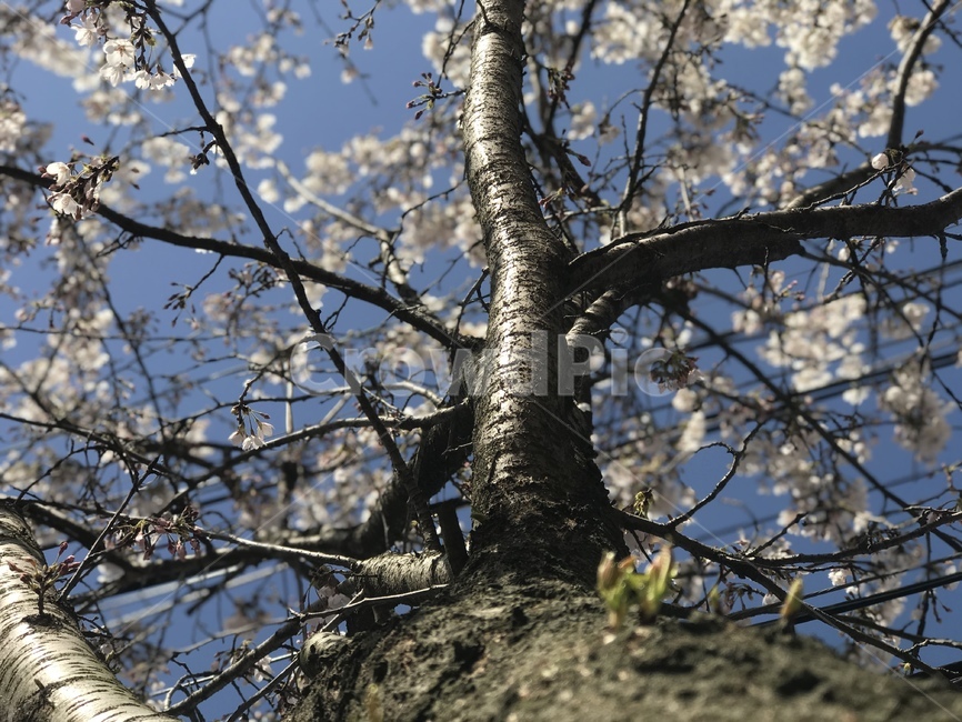 tree,나무,plant,식물,나무줄기