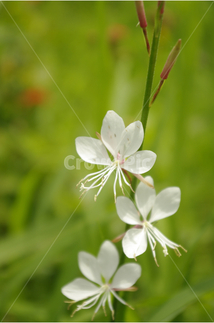 바늘꽃,꽃,식물,flower,color,nature,자연,식물,자연,plants,nature,꽃,flower