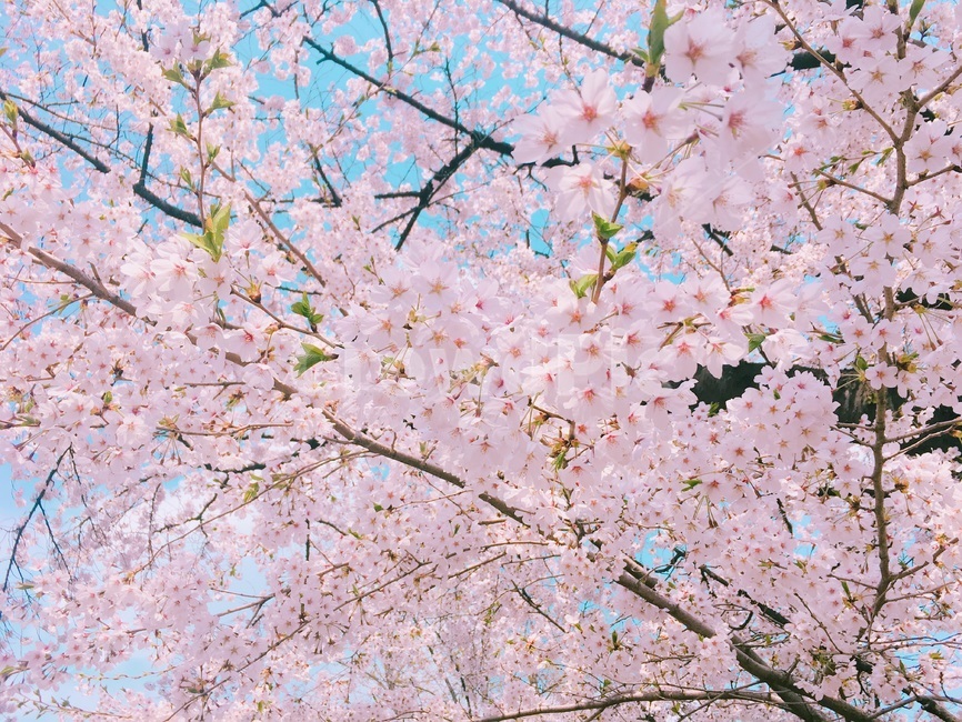 봄,벚꽃,벚꽃나무,꽃,화창,봄철,봄날,봄꽃