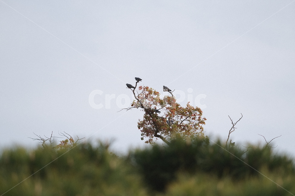 하늘,새,비상,나무,날다,sky,bird,fly,nature,동물,animal,조류,새,birds