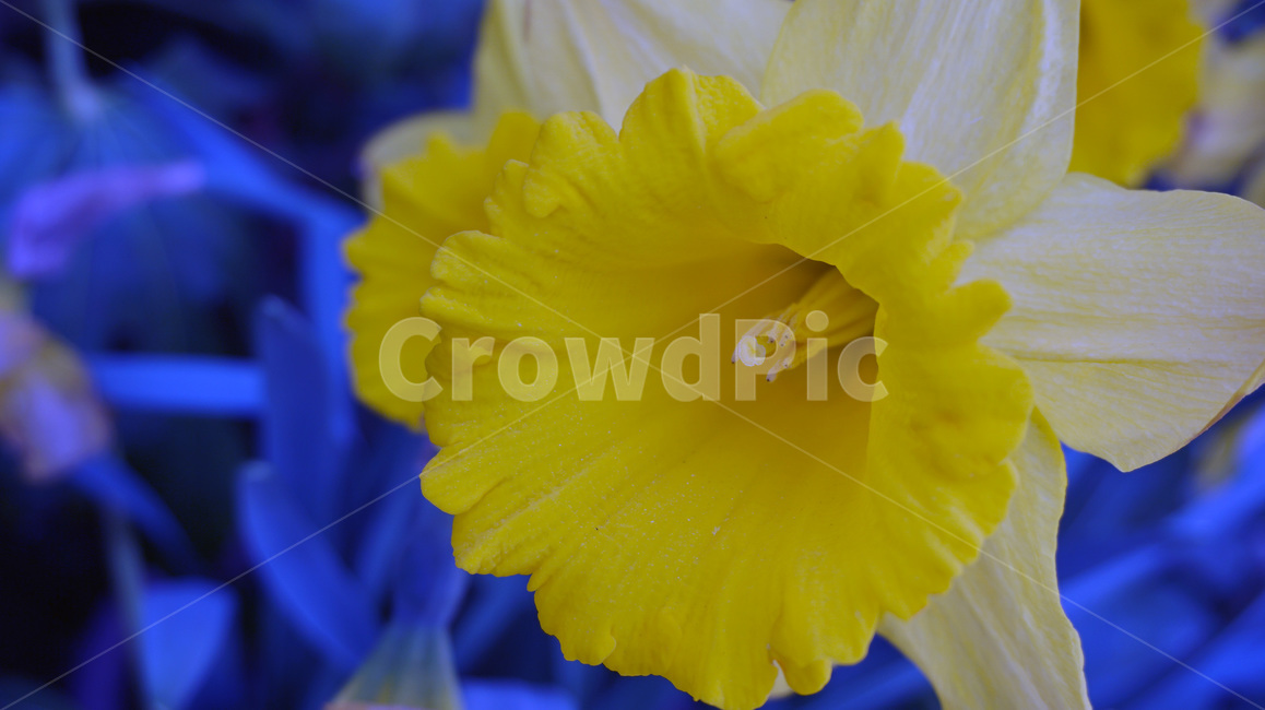 꽃,이슬,봄,flower,자연,개화,spring,봄,계절,spring,season,식물,자연,plants,nature,꽃,flower,plant,blossom