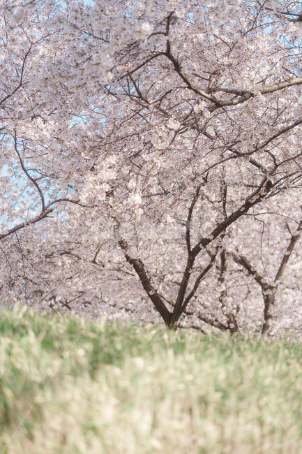 봄꽃,꽃,벚꽃,spring,자연,봄,계절,spring,season,식물,자연,plants,nature,꽃,flower,plant,blossom