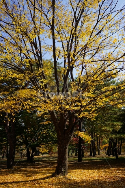 가을,autumn,fall,season,계절,단풍,나무,나뭇가지,이파리,단풍잎,자연,nature,tree,산림,삼림,숲,숲속,낙엽,한국자연,11월,November,풍경,landscape,경치,스냅,스냅사진,snap,snapshot,감성,감성사진,느낌,feel,분위기,공원,산책,가을,계절,fall,autumn,season,식물,자연,plants,nature,나무,trees,wood,plant,tree trunk,나무 줄기