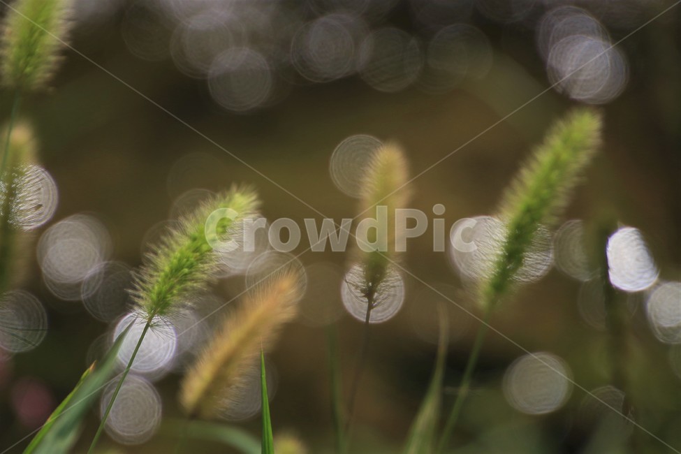 식물,plant,강아지풀,자연,nature,식물,자연,plants,nature