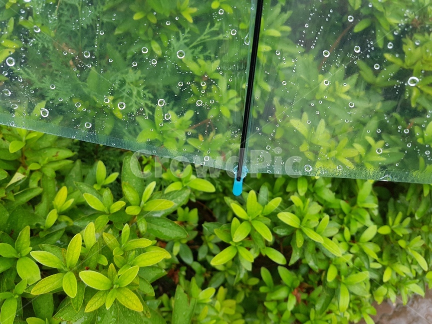 식물,비,빗방울,초록,여름,우산,싱그러움,식물,자연,plants,nature,비,비오는날,rain,rainy