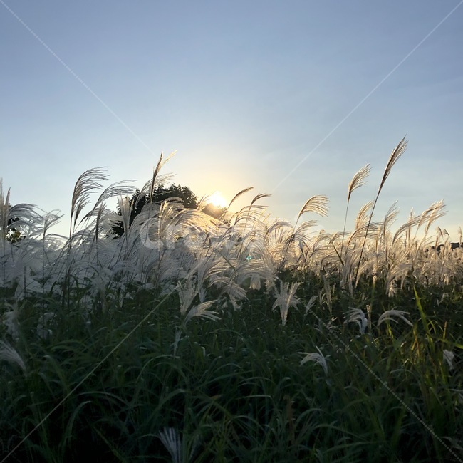 식물,plant,갈대,석양,노을,nature,자연