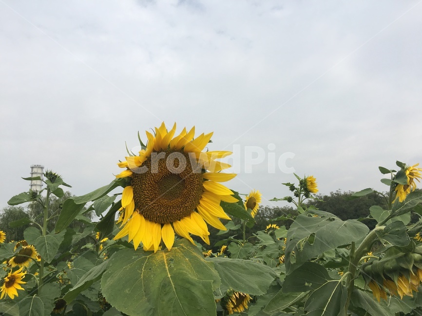 꽃,flower,blossom,식물,해바라기,식물,자연,plants,nature,꽃,flower