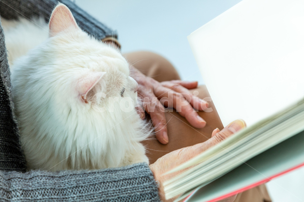 고양이,반려묘,반려동물,동물,여성,노인,책,독서,반려,하얀고양이,흰고양이,포유류,cat,kitty,animal,white,mammal,장모,book,동물,animal,포유류,mammal,고양이,cat,kitten,kitty