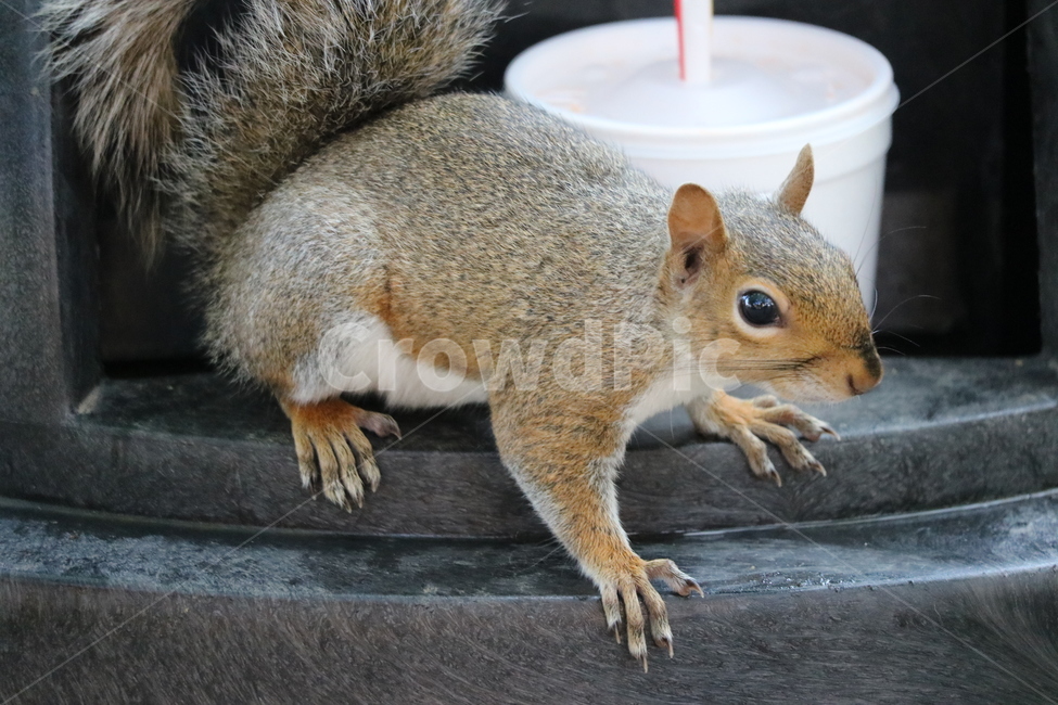 다람쥐,청솔모,회색,자연,동물,동물,animal,포유류,mammal