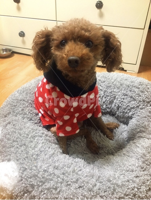 강아지,푸들,시골개,귀여운,개