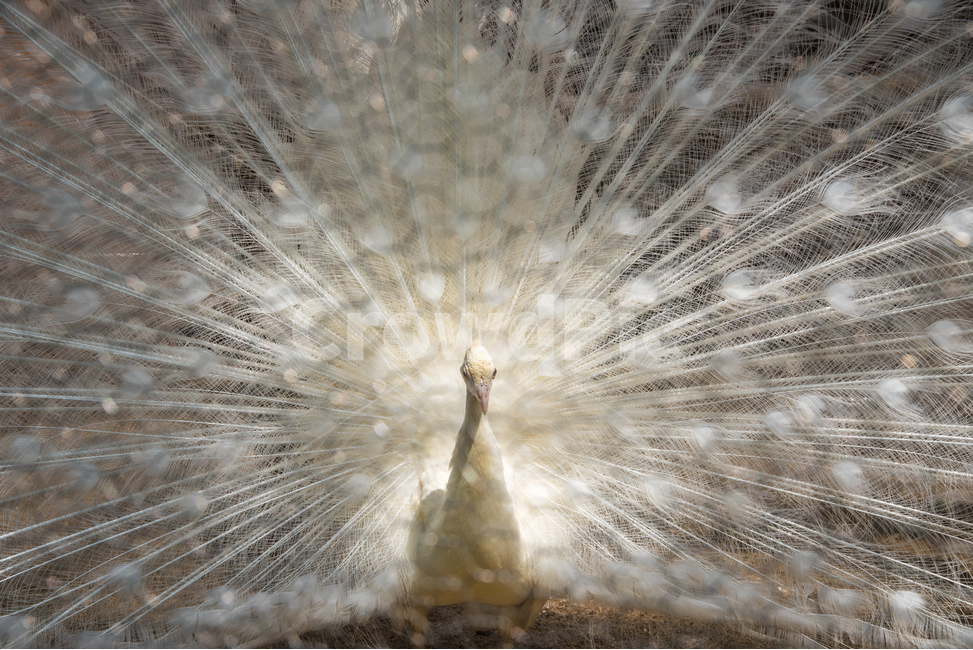 동물원,사육,조류,흰색날개,공작새,동물,animal,조류,새,birds